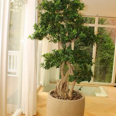 Boom in huis op zonnige plek - bonsai lookalike