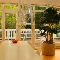Boom in huis op zonnige plek - bonsai boom (lookalike)