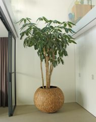 Boom-in-Huis-Lichtgroen-blad-vertkat-300cm