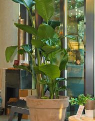 Boom in huis op halfschaduw plek - boom met groot blad in terracotta pot