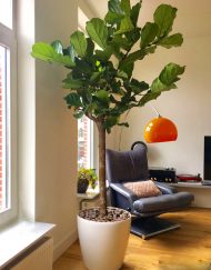 Boom in huis op halfschaduw plek - boom met groot blad - op stam - 200 cm