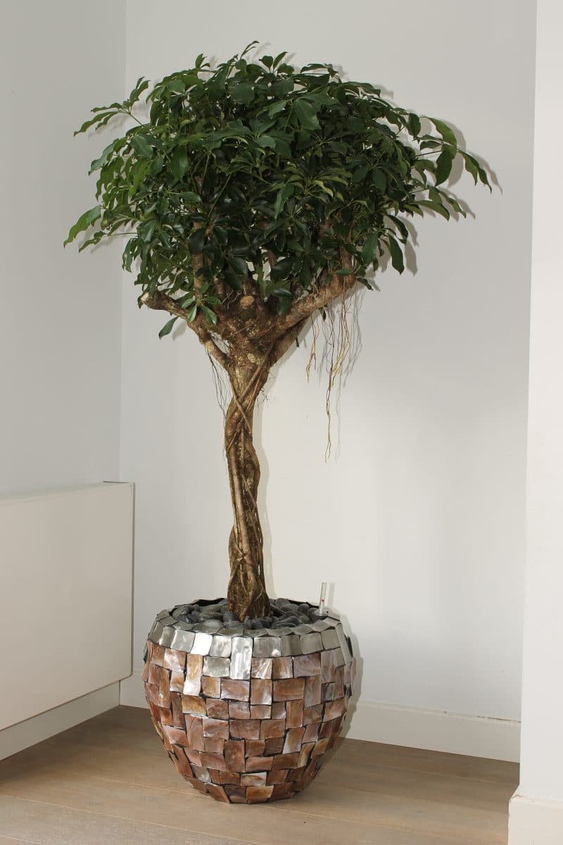 Voorloper Glimmend Persoonlijk Boom met klein blad - 1 stam - 150 cm. - Binnenboom, grote plant,  plantenwand en interieurbeplanting