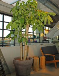 Boom in huis op halfschaduw plek - boom met lichtgroen blad in grijze terracotta pot