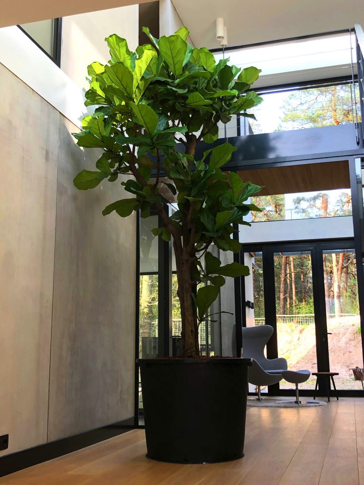 uit cultuur Ter ere van Plantenbak gerecycled kunststof - Binnenboom, grote plant, plantenwand en  interieurbeplanting