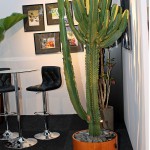 Kaktus-Reuzenkaktus-Grote-Cactus