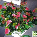 Kamerplant-Met-Roze-Bloemen