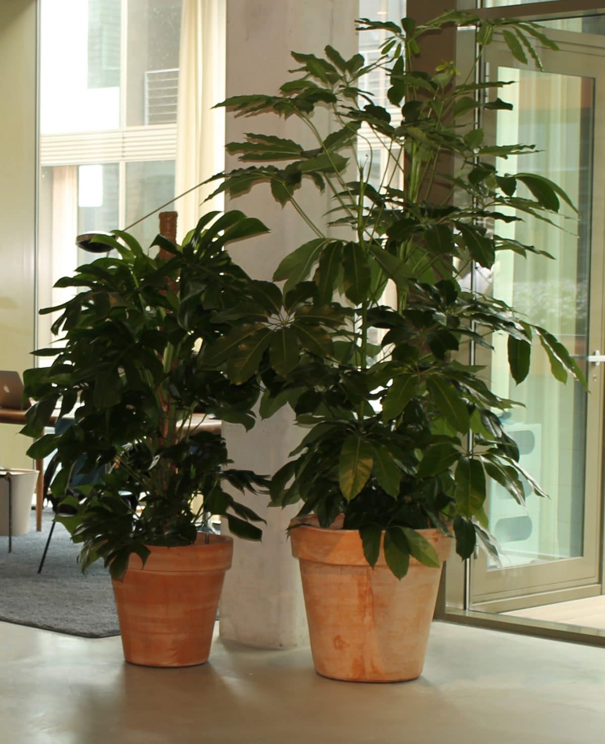 Pot rood terracotta - handgemaakt Binnenboom, grote plant, plantenwand en interieurbeplanting